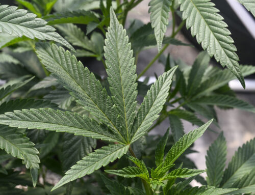 Living near marijuana shops may increase chance of health issues, study finds