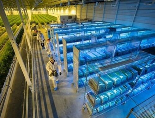 Aurora and Trulieve report quarterly results showing different approaches to cannabis mark