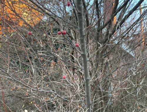 Cooking with autumn olives or kudzu during Thanksgiving may help protect the environment