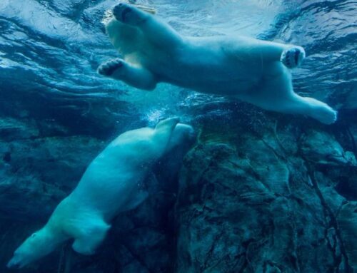 Bitcoin Price (BTC) News: Next Stop, $100K