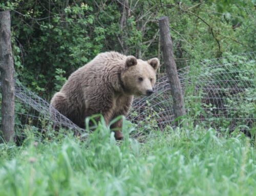Investigation underway after bear shot and beheaded