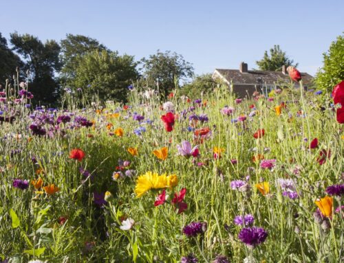 Gallery of Bugs, Bees, and Trees: How to Integrate Biodiversity in the Built Environment