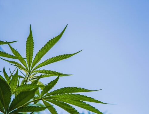 Vermont Supreme Court finds against Holland Cannabis