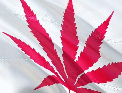 Survey: Attitudes Towards Legal Cannabis In Canada