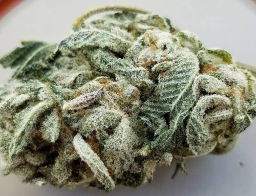 Support For Legal Medical Cannabis In Kansas Remains Strong