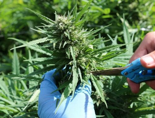 Study: Cannabis Employees At Risk Of Work-Related Asthma