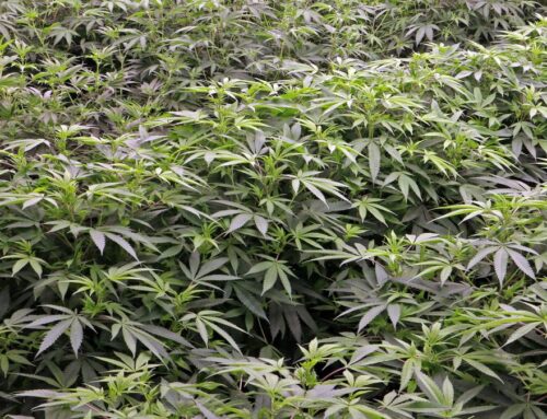 Oregon cannabis delivers another record-breaking crop