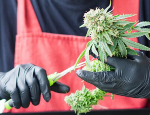 CCP Direct Has PPE, More for Cannabis Grow Operations