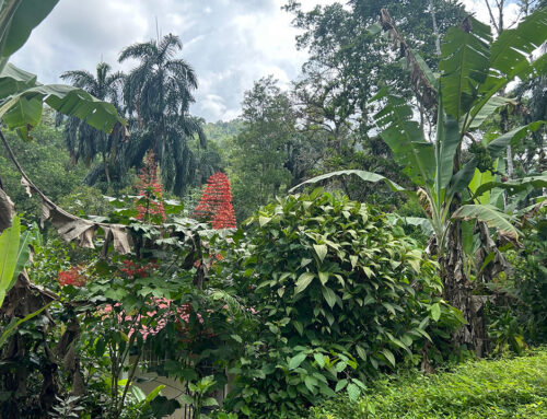 Environmental Synergies in Focus at COP 30 Side Events