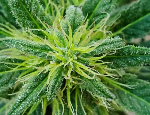 Closer proximity to cannabis retail stores linked with more cannabis use but less drinking