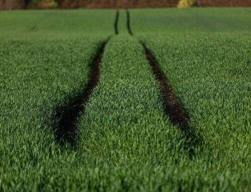 A Decade After the Paris Agreement, Clean Energy Is Making Strides in Emerging Markets but