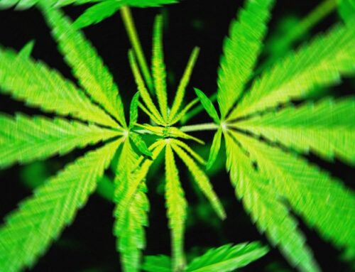 A Proposed Federal THC Ban Would ‘Wipe Out’ Hemp Products That Get People High