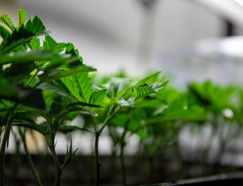 New Research Highlights Effects of Osmotic Stress on Cannabis Size and Flower Yield | Cann