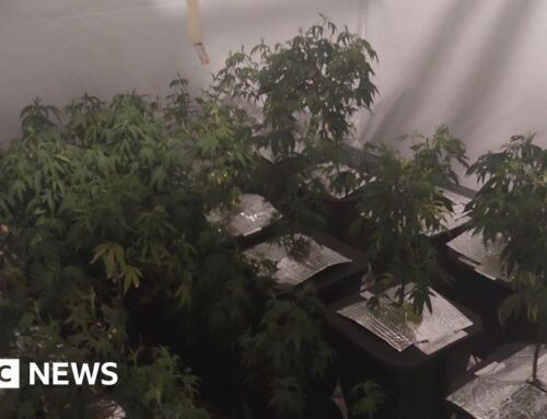 Man arrested after cannabis recovered in Wolverhampton raid