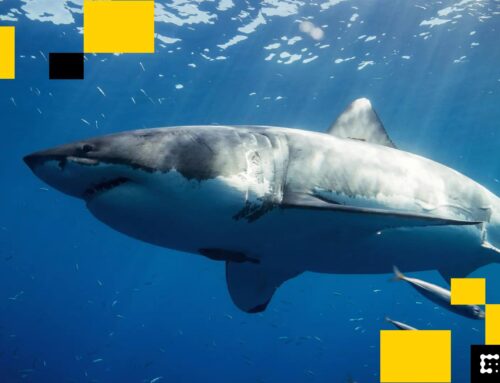 Ethereum Is Like a Shark. If It Stops Moving, It Will Die