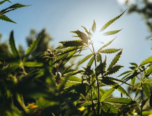 US Hemp Roundtable Warns Senate Hemp Legislation Could Devastate Industry | Cannabis Scien
