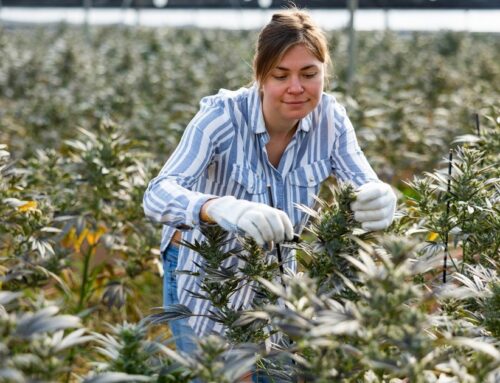 How German regulations cause cannabis associations to falter