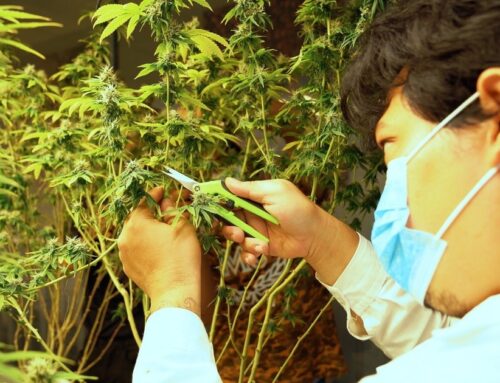 US: Cultivating history through high quality cannabis