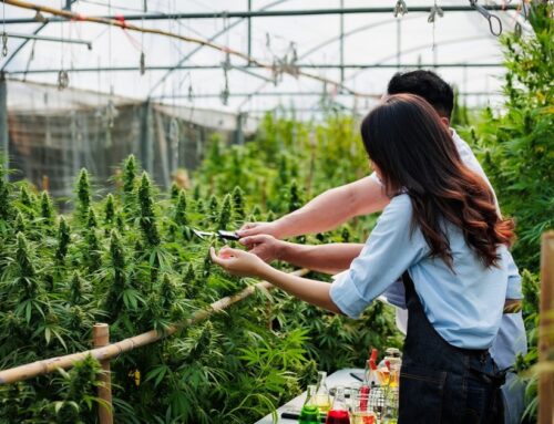 Looking into the US cannabis industry’s oversupply battles