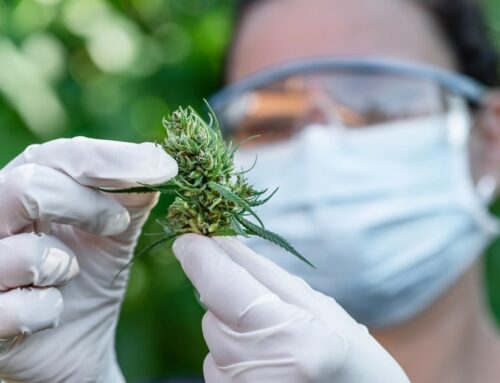 US: Würk and Seed Talent partner to refine cannabis workforce training