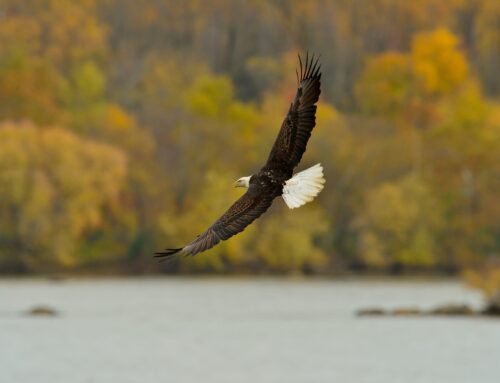 Taking on the Trump administration