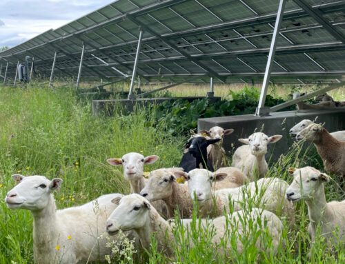 NJBPU opens agrivoltaic applications to pre-qualified participants