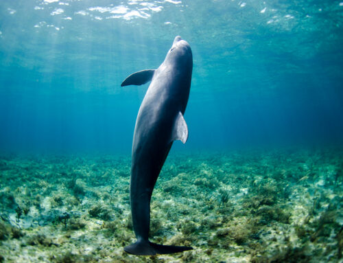 An AI Executive on Why the Technology Can Save the Environment, Not Destroy It