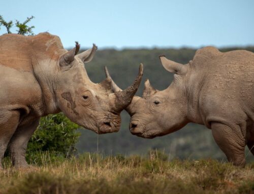 When the Rule of Law Defends the Environment