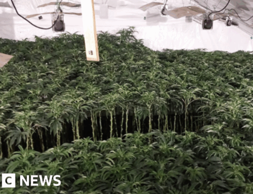 Cannabis worth £9.5m found at Birmingham ‘supply factory’
