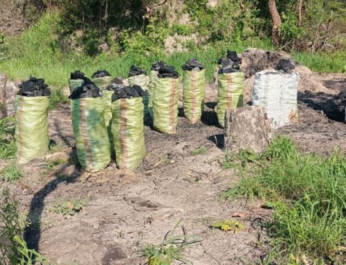 COP30: Zambia’s forest communities need finance for solar power – so they don’t have to cu