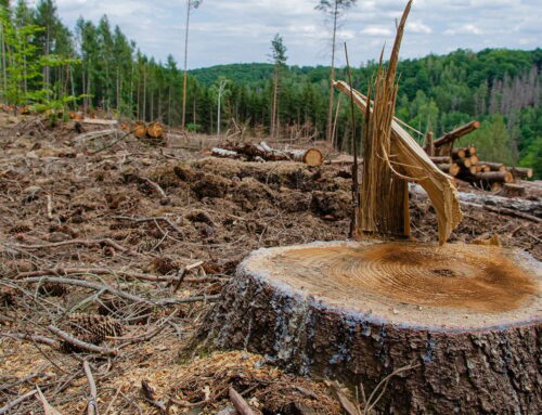 There’s still time: Tell your U.S. senators to defend our forests