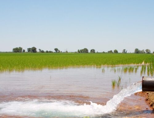 Why Kellanova & Walmart are Investing in Regenerative Rice