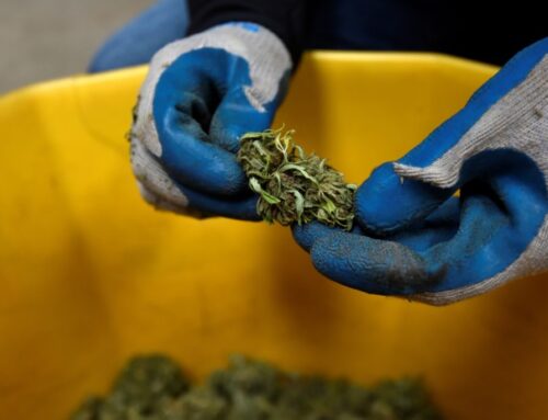 How the bill that ended the shutdown could threaten the U.S. hemp industry’s future