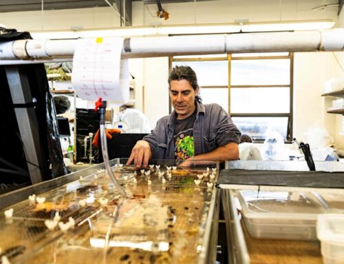 Environmental Series ‘Restoring Sunflower Sea Stars’ at Edmonds Waterfront Center Nov. 20