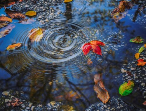 Europe-wide monitoring for antimicrobial resistance in surface waters can help improve dat