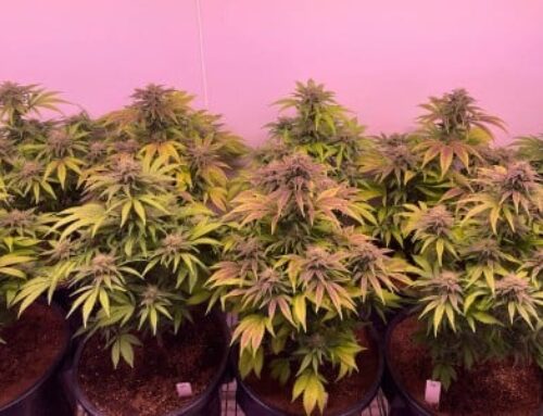 New technique accurately predicts cannabis crop potency