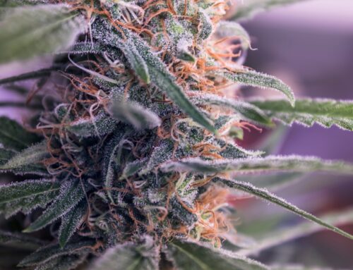 Aurora Cannabis Reports Strong International Sales For Q2-2026 (NASDAQ:ACB)