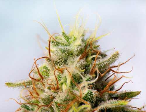 Trulieve Cannabis: Risk Increased With Intoxicating Hemp Ban (Rating Downgrade) (OTCMKTS:T