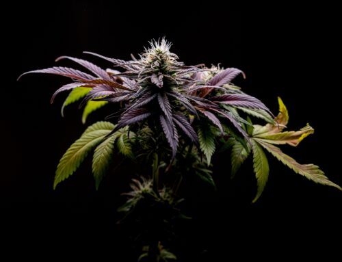 Curaleaf: Strong Q3 Results, But Volatility Returns To Cannabis Sector (OTCMKTS:CURLF)