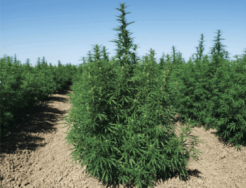 Michigan lawmakers want to open up hemp sales. Federal legislation is closing that door.