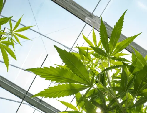 Cannabis Stocks Drop As Shutdown Deal Tightens Hemp-THC Rules