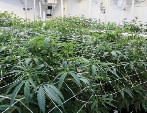 R.I. Department of Health launches Rhode Island Responsible cannabis education campaign