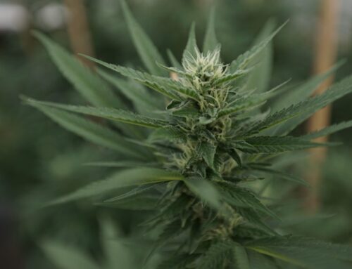 Trump admin declines to file cannabis brief at SCOTUS (Newsletter: November 19, 2025)