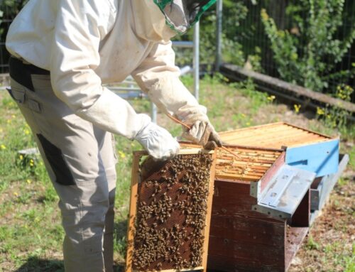 Little yellow soldiers – Why the U.S. Army is helping bees in Italy