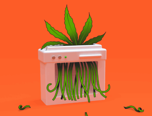 Low-potency cannabis is illegal again