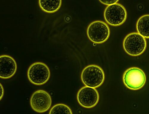 Microcompartment approach expands possibilities for studying viruses in the environment