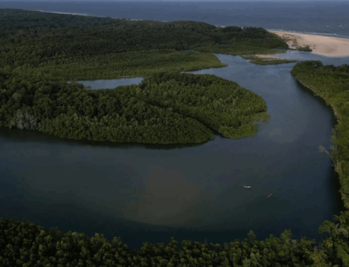 Making forest protection more lucrative than destruction – The Times of India