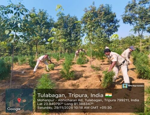 Police crackdown on illegal cannabis cultivation in Lefunga: 4,000 plants destroyed