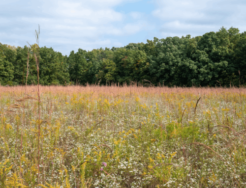 Environmental groups are fighting to preserve one of Michigan’s last prairies