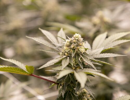 Cannabis business grinds to a halt as municipality reinstates ban, cites tax issues